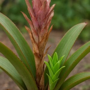 Aechmea, lance-shaped rosette