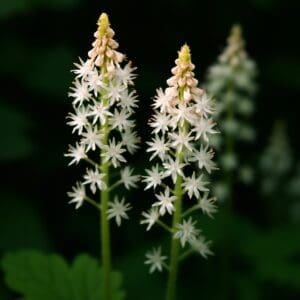 American foamflower