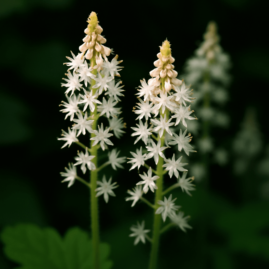 Close-up of the delicate white inflorescences of the American Foamflower in partial shade