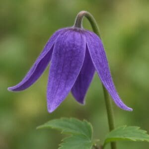 Alpine clematis