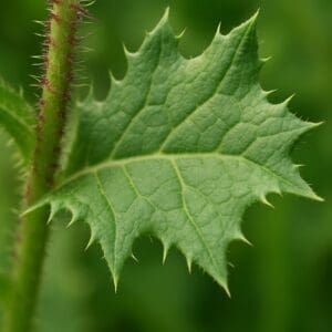 Field Sowthistle