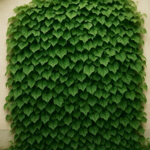 American Whistling Creeper