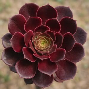 Aeonium