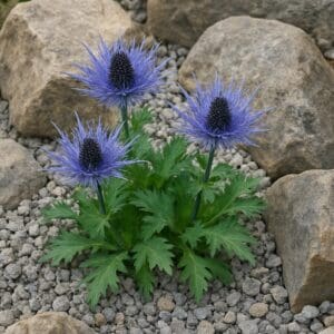 Alpine edelweiss