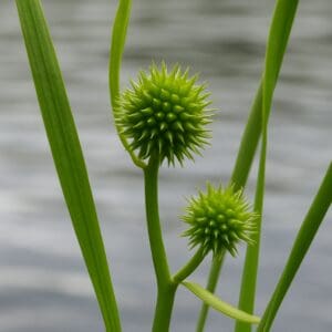 Spiny bur-reed