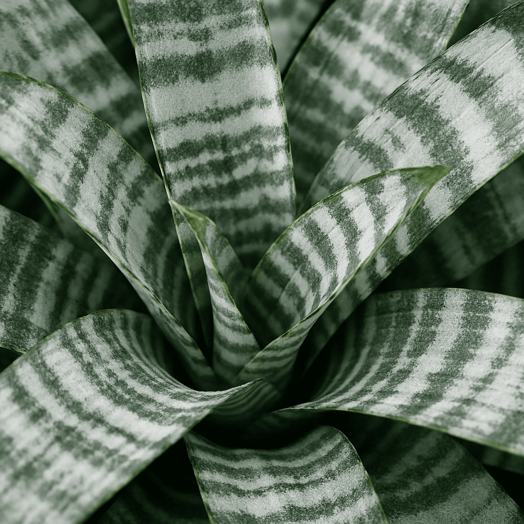 Close-up of the silvery striped leaves of Aechmea fasciata