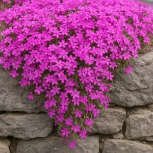 A close-up view of a vibrant pink creeping phlox cascading over a natural gray stone wall.