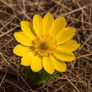 Pheasant's eye