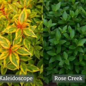 A side-by-side visual showing the vibrant variegated leaves of a 'Kaleidoscope' Abelia next to the dense green of a 'Rose Creek' variety.