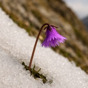 Alpine bellflower