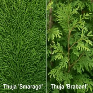 A close-up side-by-side photo showing the fine, dense texture of Thuja Smaragd versus the more open, bushy texture of Thuja Brabant.