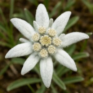 Alpine edelweiss