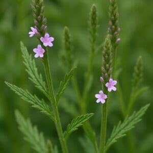 Close-up of the delicate leaves and inflorescences of Verbena officinalis