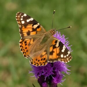 Spiked spangle, rose spangle