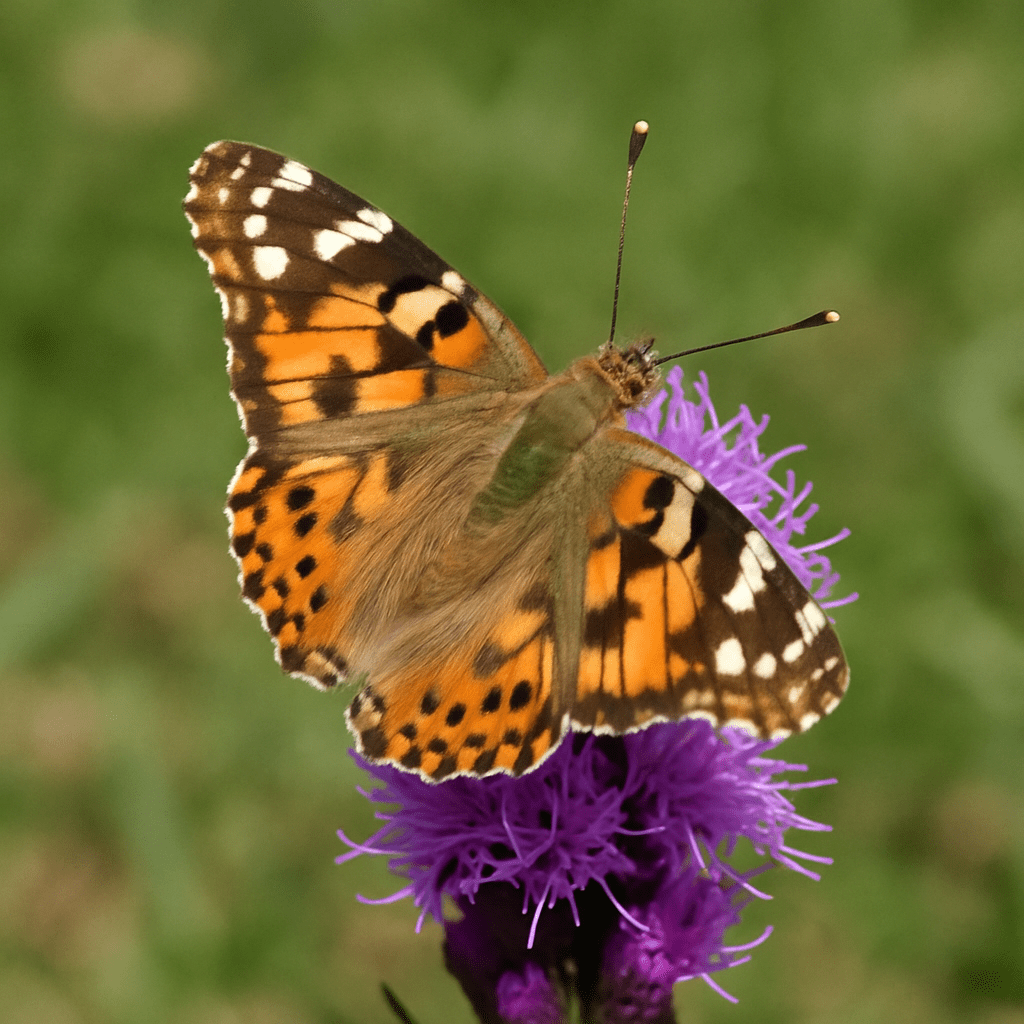Ein bunter Schmetterling sitzt auf der violetten Blüte der Rosenscharte