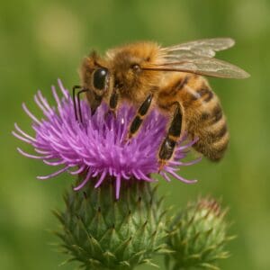 Field Scabious