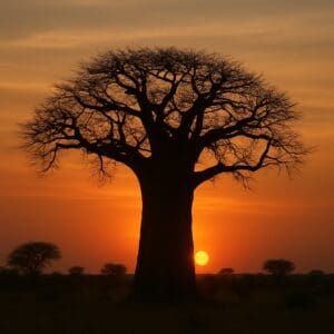 African baobab