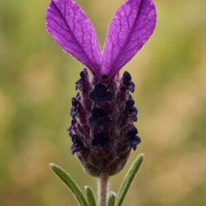 A close-up of a butterfly bush blossom, clearly showing the purple bracts at the tip that resemble butterfly wings or rabbit ears.