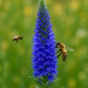 Spiked speedwell