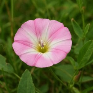Bindweed